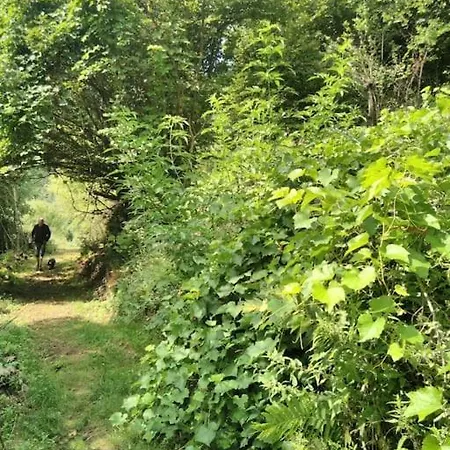 Tente Tipi En Pleine Foret